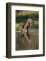 Moose Drinking-DLILLC-Framed Photographic Print