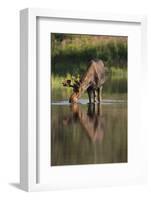 Moose Drinking-DLILLC-Framed Photographic Print