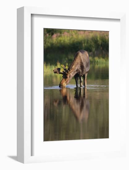 Moose Drinking-DLILLC-Framed Photographic Print