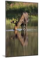 Moose Drinking-DLILLC-Mounted Photographic Print