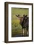 Moose Drinking-DLILLC-Framed Photographic Print