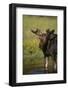 Moose Drinking-DLILLC-Framed Photographic Print