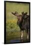 Moose Drinking-DLILLC-Framed Photographic Print