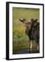 Moose Drinking-DLILLC-Framed Photographic Print