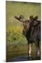 Moose Drinking-DLILLC-Mounted Photographic Print