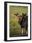 Moose Drinking-DLILLC-Framed Photographic Print