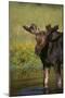 Moose Drinking-DLILLC-Mounted Photographic Print