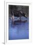 Moose Drinking-DLILLC-Framed Photographic Print