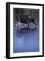 Moose Drinking-DLILLC-Framed Photographic Print