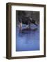 Moose Drinking-DLILLC-Framed Photographic Print