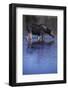 Moose Drinking-DLILLC-Framed Photographic Print