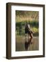 Moose Drinking-DLILLC-Framed Photographic Print