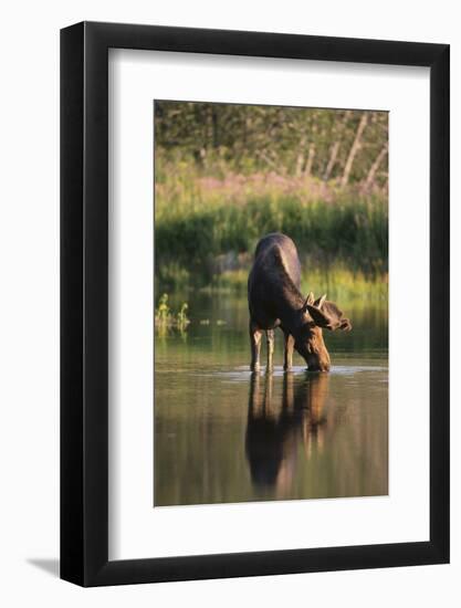 Moose Drinking-DLILLC-Framed Photographic Print