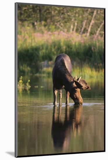 Moose Drinking-DLILLC-Mounted Photographic Print