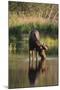 Moose Drinking-DLILLC-Mounted Photographic Print