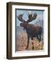 Moose (Elk), Cuthbert Swan-Cuthbert Swan-Framed Art Print