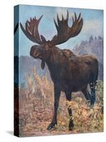 Moose (Elk), Cuthbert Swan-Cuthbert Swan-Stretched Canvas