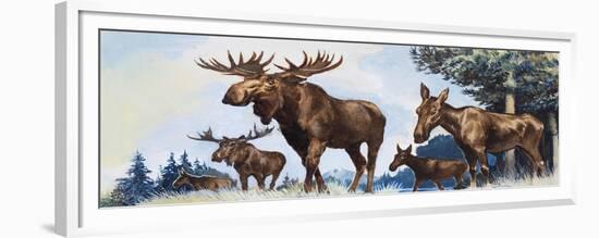 Moose Family-G. W Backhouse-Framed Premium Giclee Print