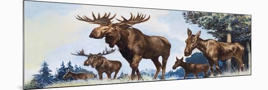 Moose Family-G. W Backhouse-Mounted Premium Giclee Print