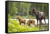 Moose female with twin calves, Baxter State Park, Maine, USA-Paul Williams-Framed Stretched Canvas