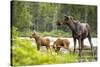 Moose female with twin calves, Baxter State Park, Maine, USA-Paul Williams-Stretched Canvas