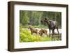 Moose female with twin calves, Baxter State Park, Maine, USA-Paul Williams-Framed Photographic Print