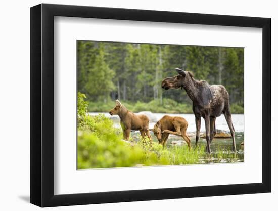 Moose female with twin calves, Baxter State Park, Maine, USA-Paul Williams-Framed Photographic Print