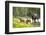 Moose female with twin calves, Baxter State Park, Maine, USA-Paul Williams-Framed Photographic Print