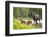 Moose female with twin calves, Baxter State Park, Maine, USA-Paul Williams-Framed Photographic Print