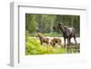 Moose female with twin calves, Baxter State Park, Maine, USA-Paul Williams-Framed Photographic Print