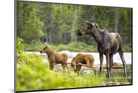 Moose female with twin calves, Baxter State Park, Maine, USA-Paul Williams-Mounted Photographic Print