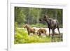 Moose female with twin calves, Baxter State Park, Maine, USA-Paul Williams-Framed Photographic Print