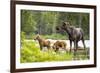 Moose female with twin calves, Baxter State Park, Maine, USA-Paul Williams-Framed Photographic Print