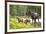 Moose female with twin calves, Baxter State Park, Maine, USA-Paul Williams-Framed Photographic Print