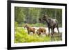 Moose female with twin calves, Baxter State Park, Maine, USA-Paul Williams-Framed Photographic Print