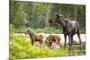 Moose female with twin calves, Baxter State Park, Maine, USA-Paul Williams-Mounted Photographic Print