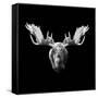 Moose Head-Lisa Kroll-Framed Stretched Canvas