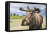 Moose in Alaska (Usa)-Noradoa-Framed Stretched Canvas