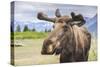 Moose in Alaska (Usa)-Noradoa-Stretched Canvas