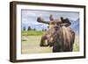 Moose in Alaska (Usa)-Noradoa-Framed Photographic Print