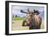 Moose in Alaska (Usa)-Noradoa-Framed Photographic Print