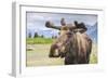 Moose in Alaska (Usa)-Noradoa-Framed Photographic Print