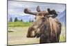 Moose in Alaska (Usa)-Noradoa-Mounted Photographic Print