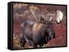 Moose in Autumn Alpine Blueberries, Denali National Park, Alaska, USA-Hugh Rose-Framed Stretched Canvas