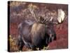 Moose in Autumn Alpine Blueberries, Denali National Park, Alaska, USA-Hugh Rose-Stretched Canvas