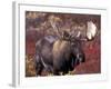 Moose in Autumn Alpine Blueberries, Denali National Park, Alaska, USA-Hugh Rose-Framed Photographic Print