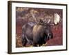 Moose in Autumn Alpine Blueberries, Denali National Park, Alaska, USA-Hugh Rose-Framed Photographic Print