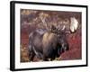 Moose in Autumn Alpine Blueberries, Denali National Park, Alaska, USA-Hugh Rose-Framed Photographic Print