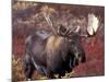 Moose in Autumn Alpine Blueberries, Denali National Park, Alaska, USA-Hugh Rose-Mounted Photographic Print