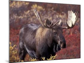 Moose in Autumn Alpine Blueberries, Denali National Park, Alaska, USA-Hugh Rose-Mounted Photographic Print